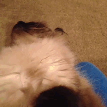 gifs_18