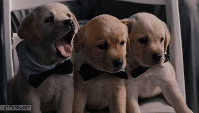 щенята зевают