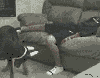 troll-85-уровень-собака-лазер-158663