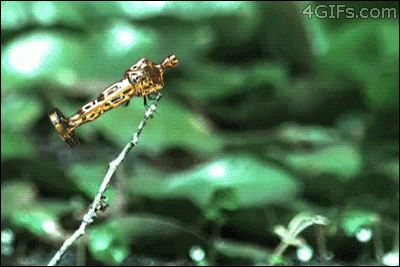 tumblr_n0uzgfsbD41qdlh1io1_400