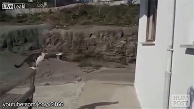 КотЭ пытался