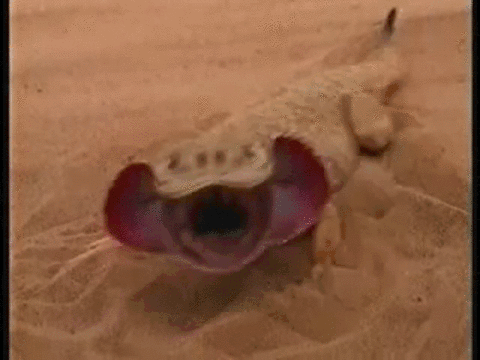 gif-гифки-живность-круглоголовка-1112405