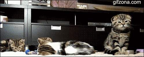 КОТЯТА И КОШКА