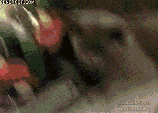 I-dont-give-a-fuck-гифки-котэ-песочница-62944