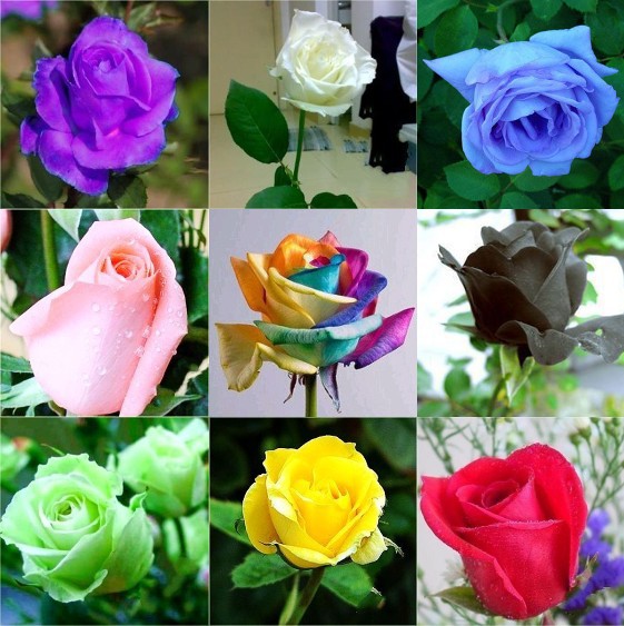 Free-Shipping-9-Color-180-Rose-Flower-Seeds