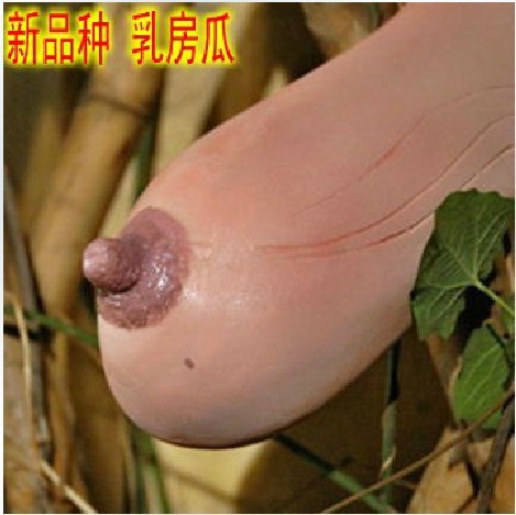 2013-new-15pcs-set-Seeds-Fruit-Breast-melon-Garden-Organic-Heirloom-Fruit-Vegetable-Plant-free-shipp