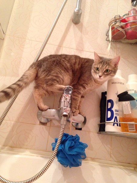 василиса прекрасная