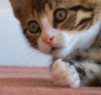 cat-gis-shock-1138544