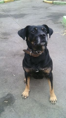 111538964_large_RSSSRyo1