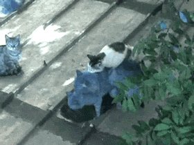 Кошки