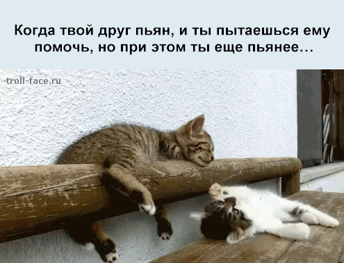 пьяные коты