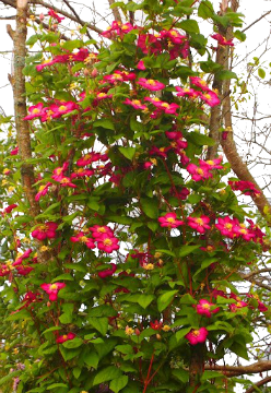 вьющаяся роза 1