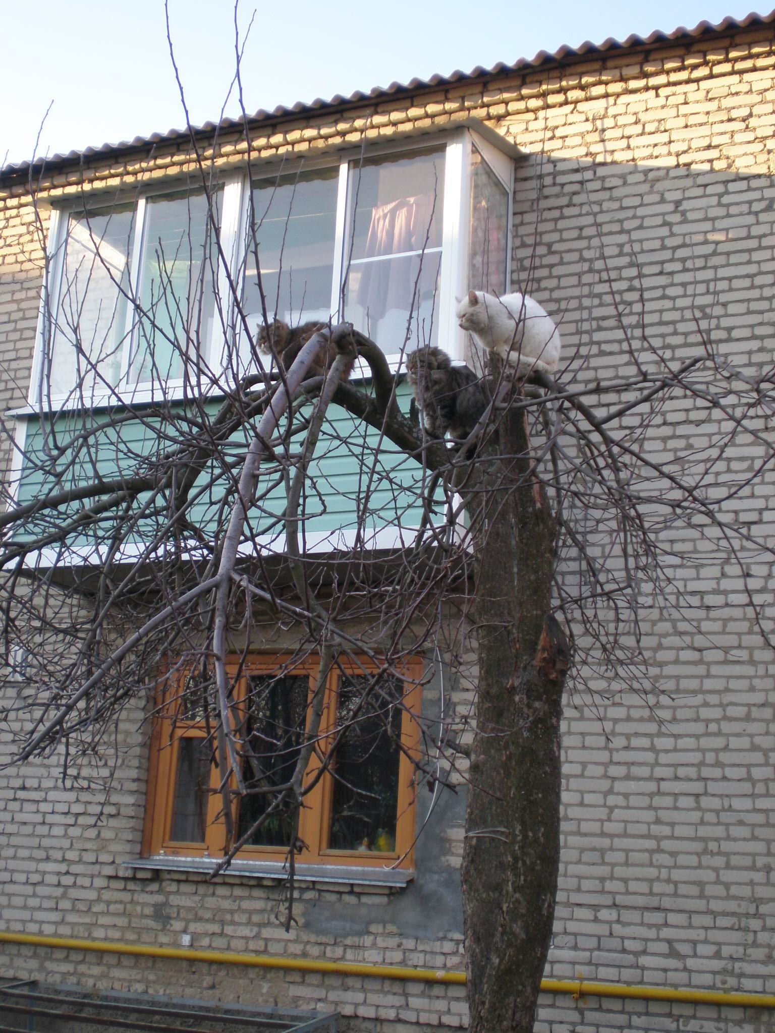 Коты прилетели 2