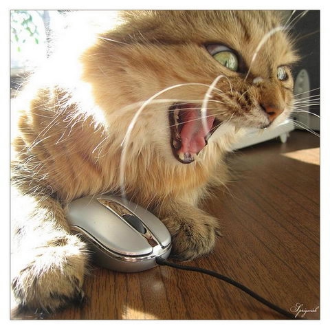 111841022_large_radionetplus_ru_zab_88