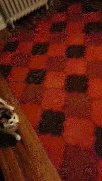 gifki-kot-zhivnost-aport-1119744