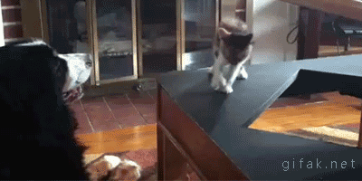 gifki-kot-zhivnost-upal-1065741