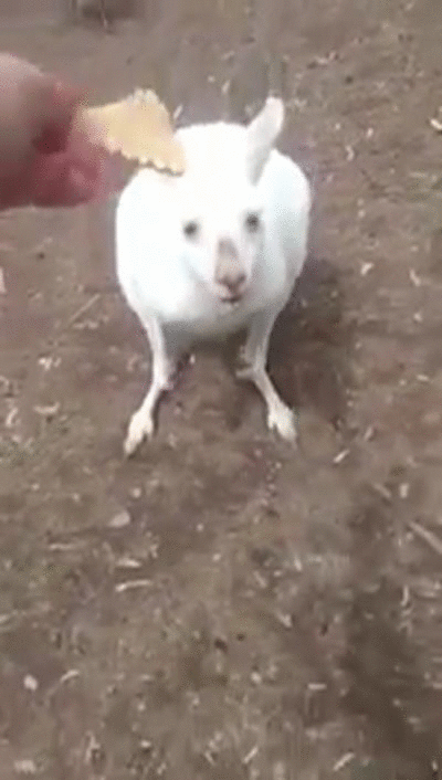 Кто тут скачет?