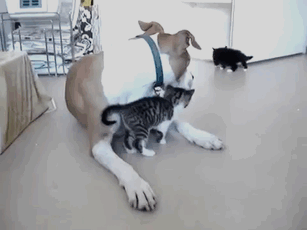 -котэ-живность-собакен-1231806