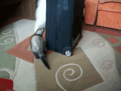 -хорек-и-собакен-1233897