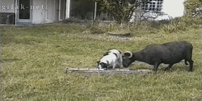 -собака-живность-баран-1217155