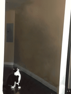 gif-cat-ufo-1235740