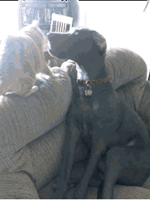 -котэ-живность-собакен-1237022