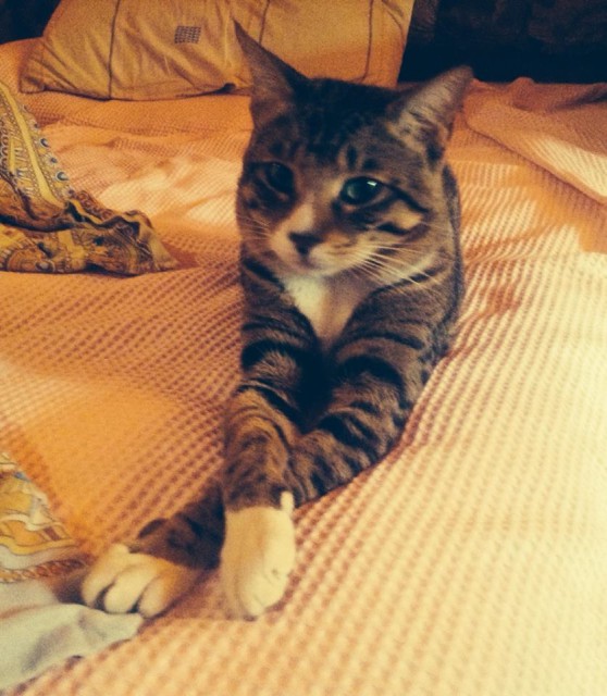 10256828_780678621944688_7985318169262508192_n