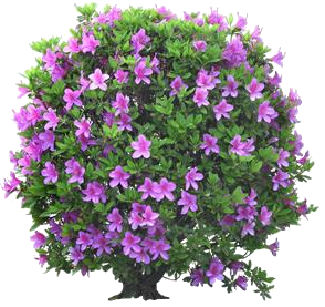 цветущее дерево 4