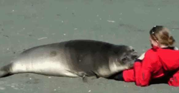 -тюлень-живность-1254124