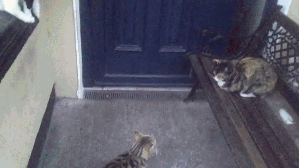 -котэ-живность-1254217