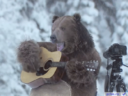 bear