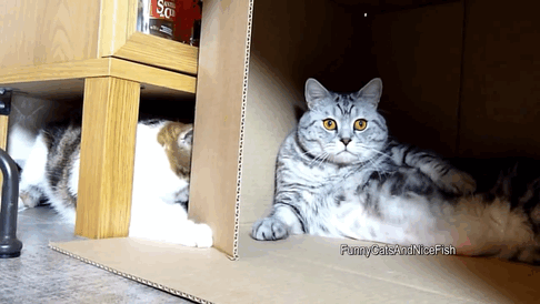 -котэ-живность-1272775