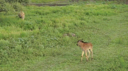 gifs_05