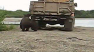 -медведь-785543