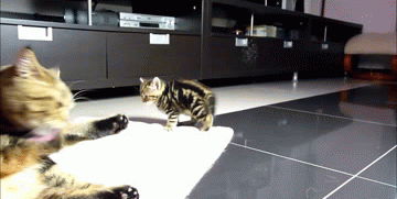 -живность-котэ-ну-мама-1307516