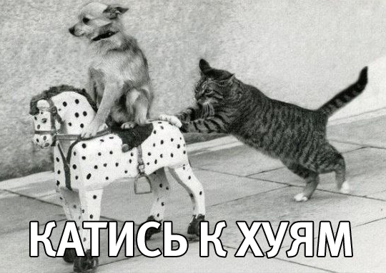 -к-хуям-котэ-не-котэ-песочница-290208