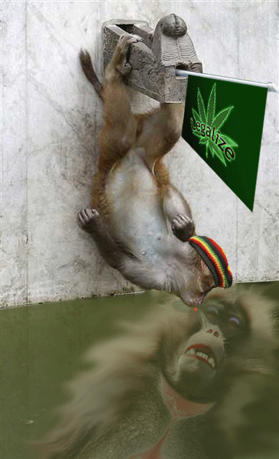 monkey