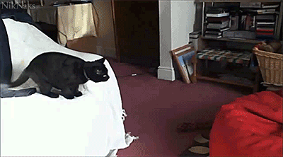 anigif_enhanced-buzz-27793-1404929462-4