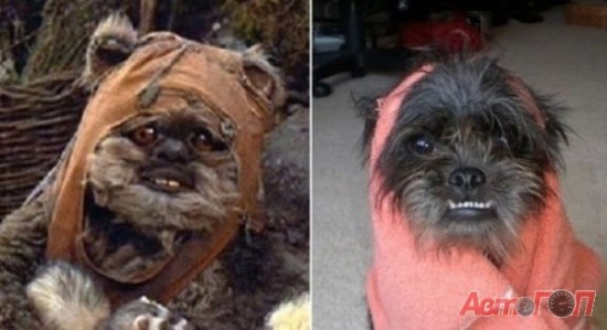 star-wars-mishki_IMGZSN2Yo_image