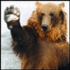 bear_3