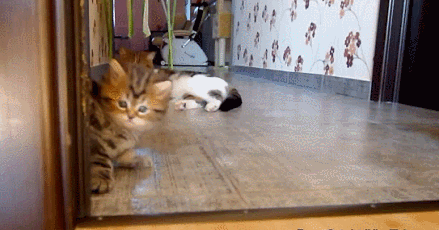 gifs_11
