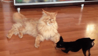 gifs_05