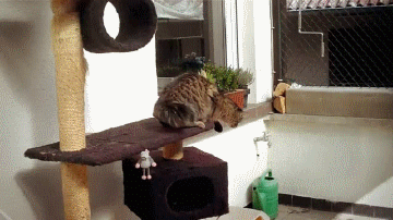 Котоматрица