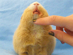 -морская-свинка-живность-мимими-1403313