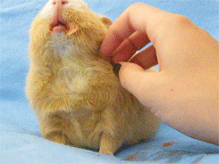 -морская-свинка-живность-мимими-1403316