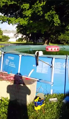 -котэ-живность-бассейн-1403456