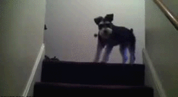 tumblr_mn7kppLMdO1qbahrjo1_400