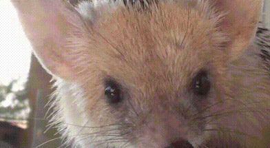 зевающий еж