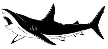 foto_cherno_belyj_jeskiz_tatuirovki_v_vide_akuly