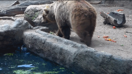 -медведь-живность-ворона-1425288